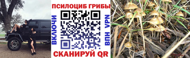 Псилоцибиновые грибы Psilocybe  Верхний Уфалей 